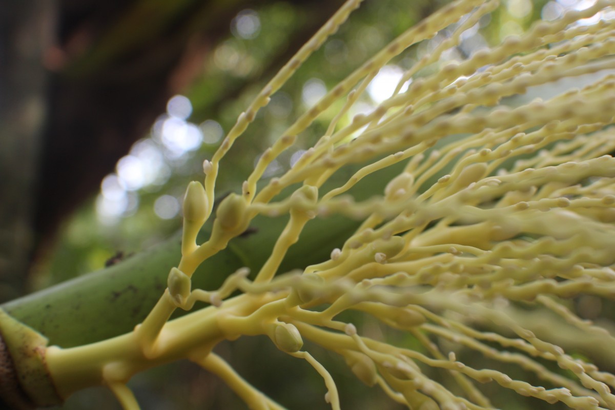 Areca concinna Thwaites